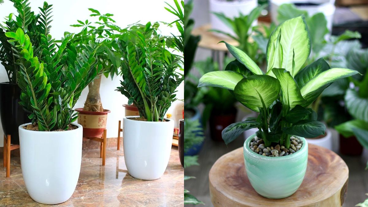 Những loại cây hợp với tuổi Canh Dẩn 2010