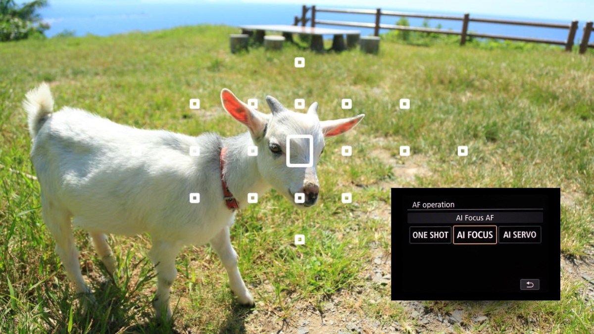 AF-A là chế độ tự động chuyển đổi