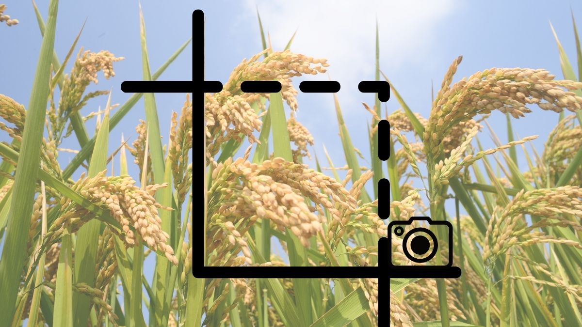 Việc biết cắt ảnh trên MacBook giúp bạn làm chủ hình ảnh của mình