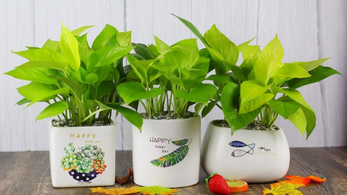 Cây cảnh, linh vật phong thủy trưng Tết mang ý nghĩa may mắn, thuận lợi