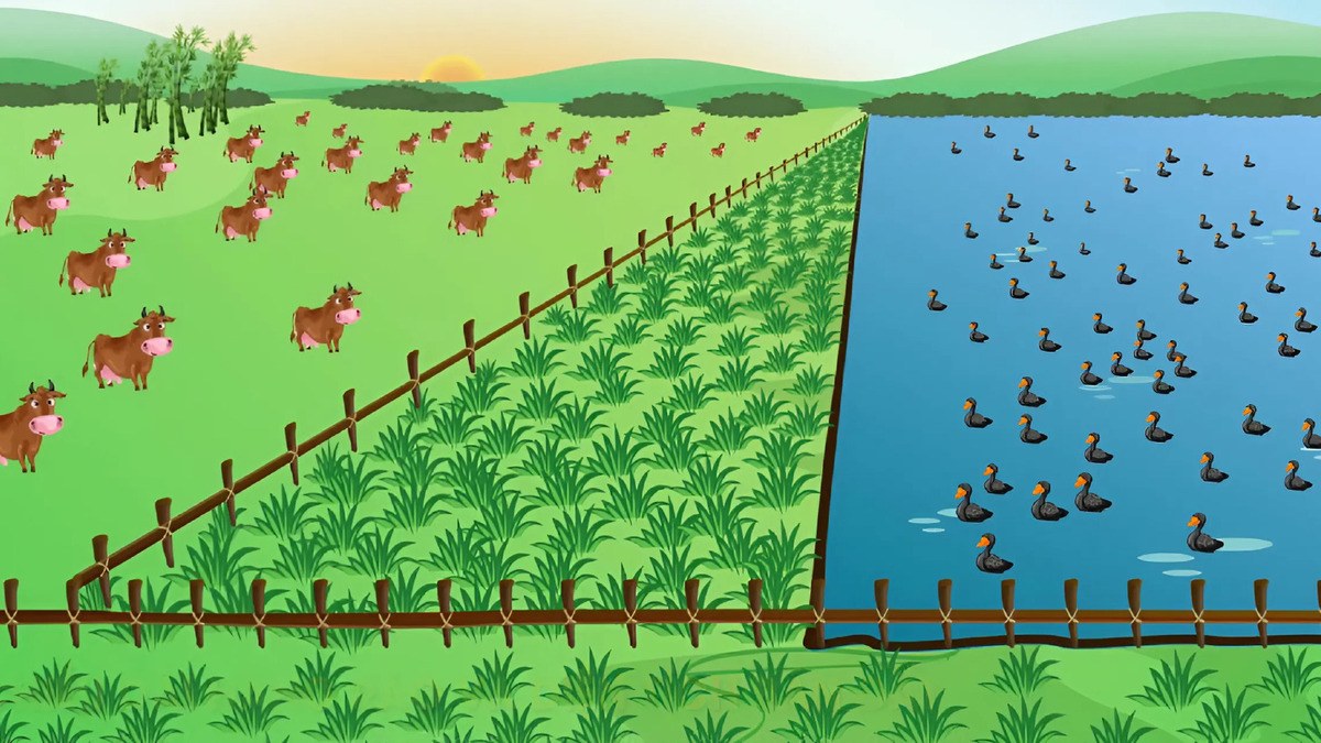 Ứng dụng công thức Heron trong thực tiễn