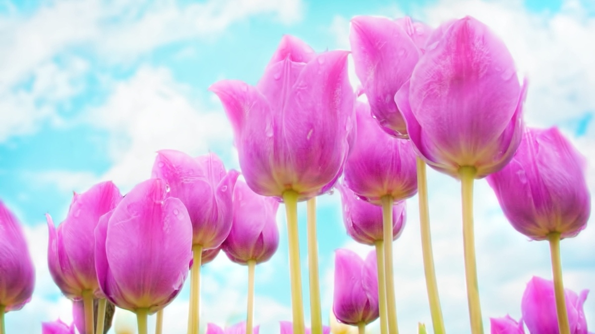 Hình nền iPad đẹp với hoa Tulip hồng chân thật