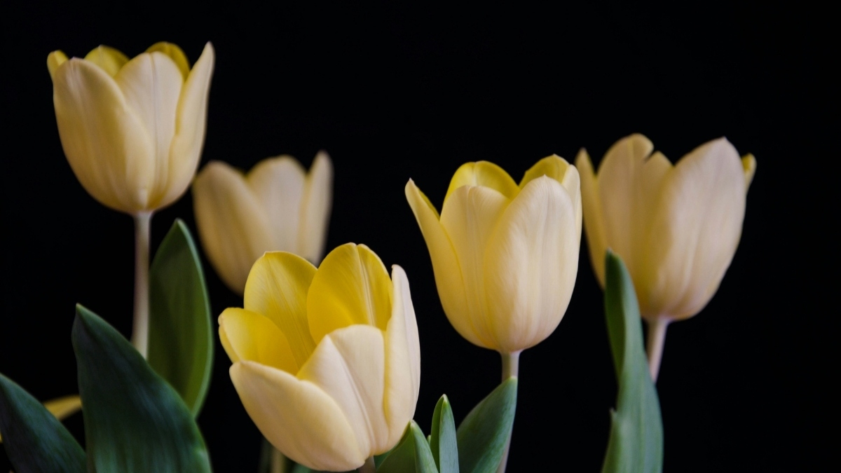 Hình nền iPad đẹp với hoa Tulip vàng full HD