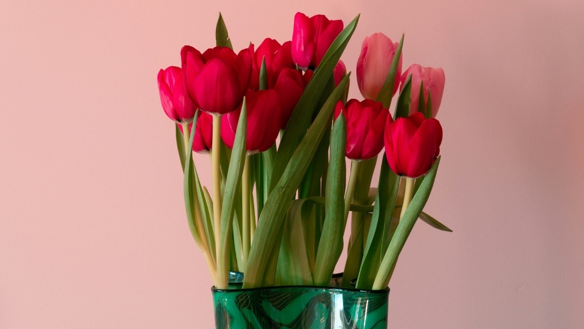 Hình nền iPad đẹp với hoa Tulip nhẹ nhàng