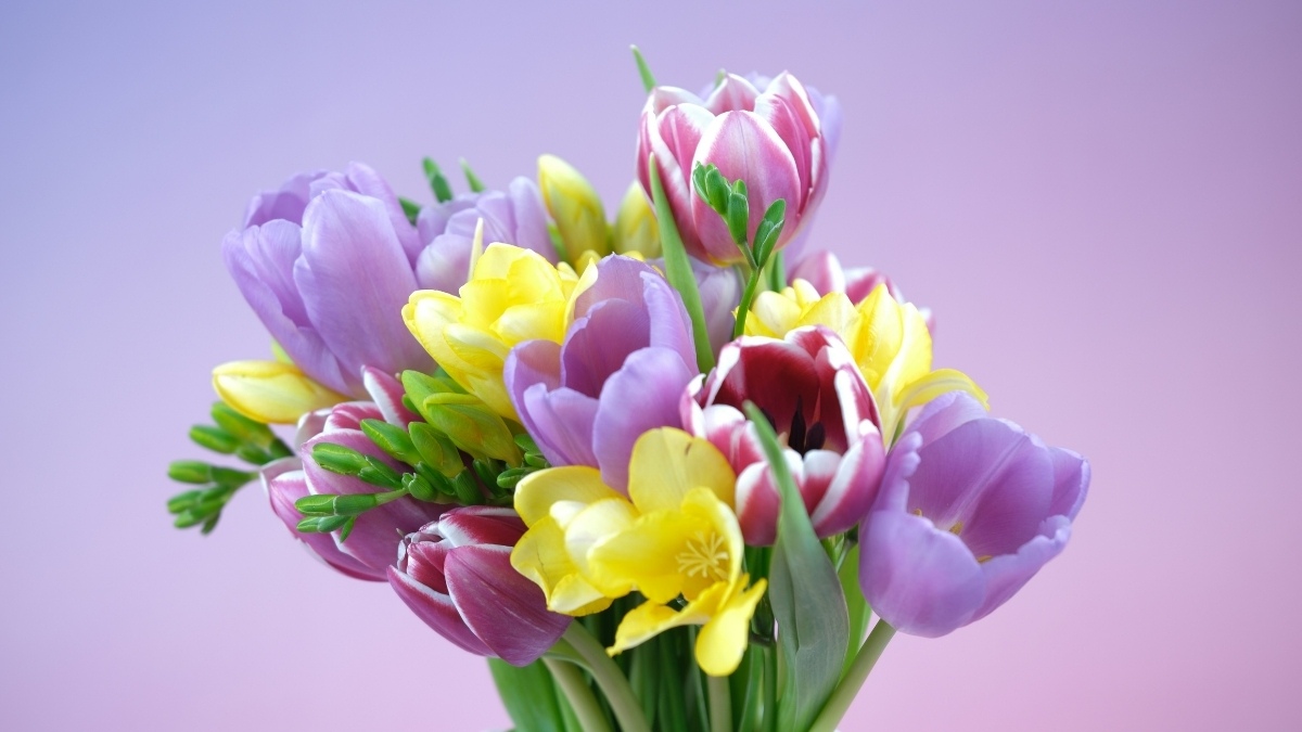 Hình nền iPad đẹp với hoa Tulip màu sắc hài hòa