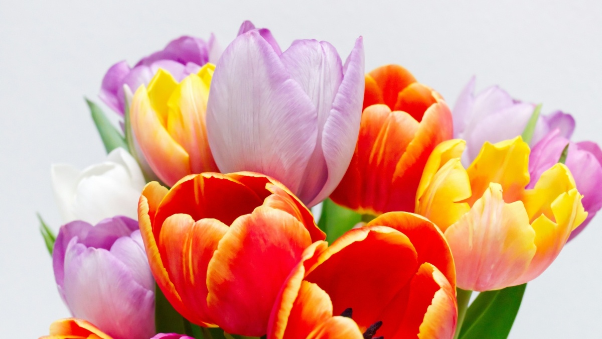 Hình nền iPad đẹp với hoa Tulip sắc màu