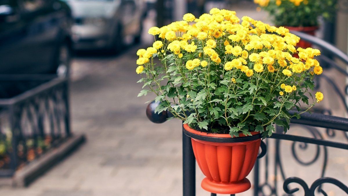 Hoa và cây chưng Tết được nhiều gia đình ưa chuộng