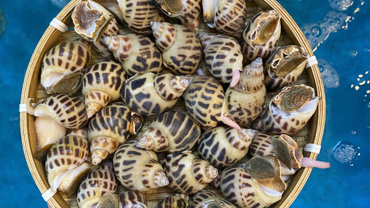 Cách bảo quản ốc hương đông lạnh