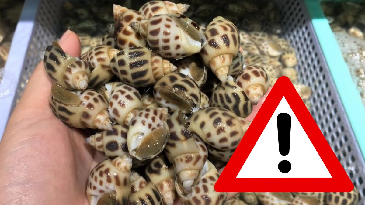 Những lỗi khiến ốc hương nhanh hỏng trong tủ lạnh