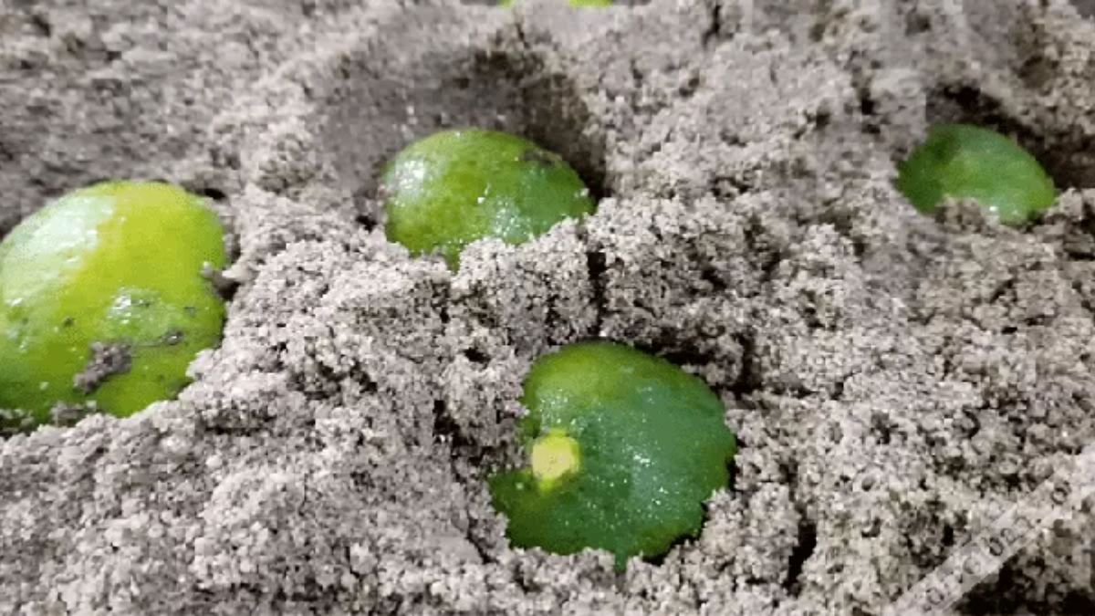 Bảo quản bằng cát, bằng muối