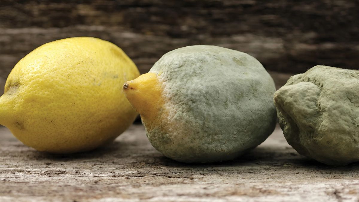 Cách nhận biết chanh đã hỏng không nên dùng