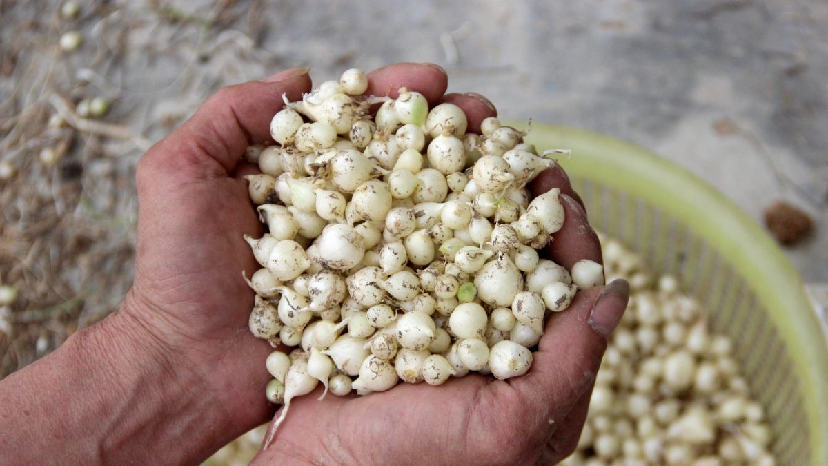 Đặc tính của hành tăm