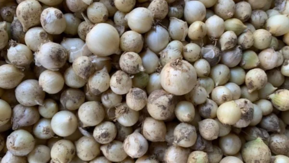 Những yếu tố khiến hành tăm nhanh hỏng