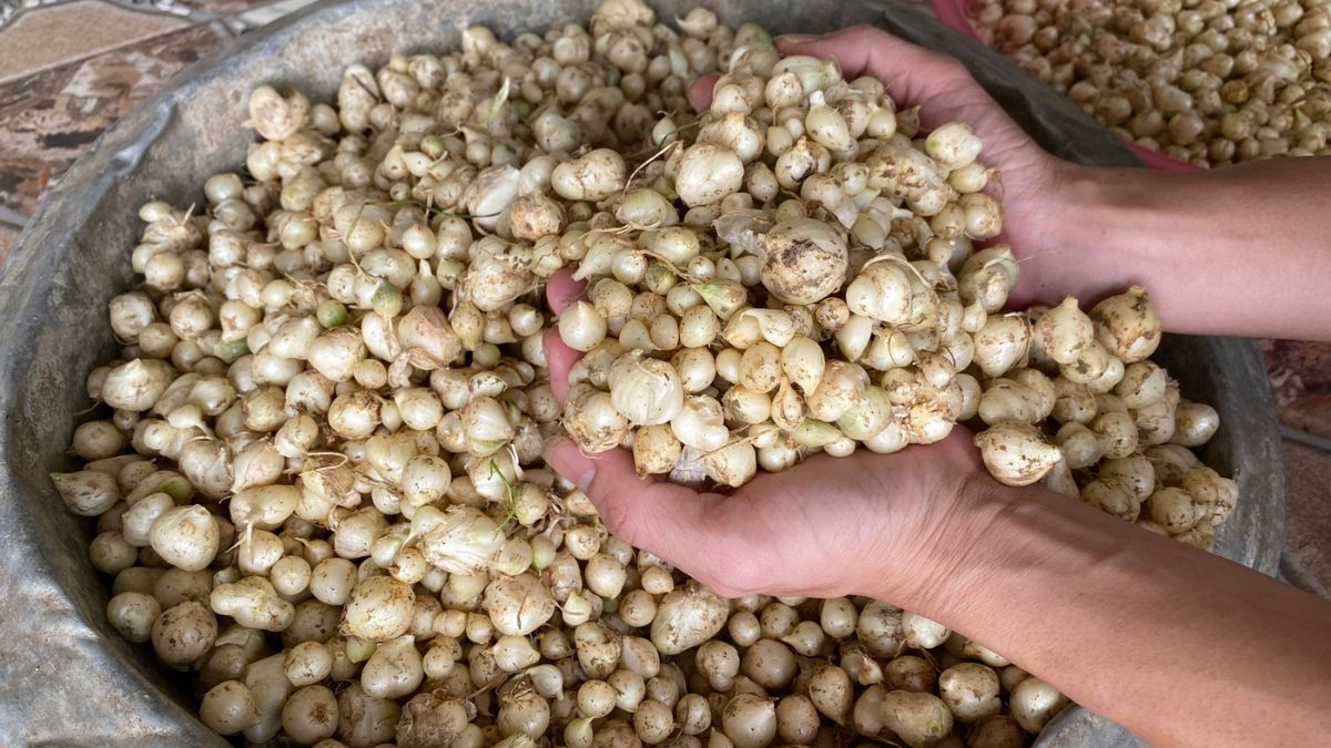 Dấu hiệu nhận biết hành tăm bị hư, cần loại bỏ