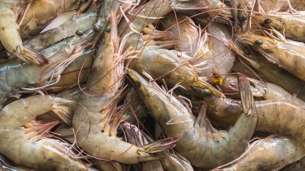 Vì sao tôm để tủ lạnh dễ bị đen đầu?