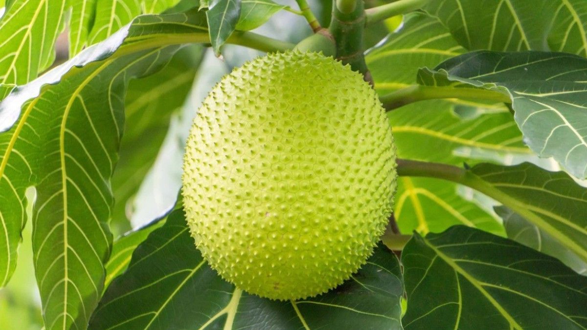 Trái sake là gì? Tại sao cần bảo quản đúng cách?
