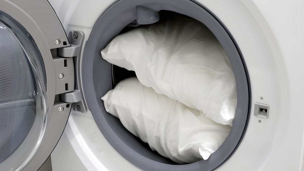 Down Wear - Đồ lông vũ