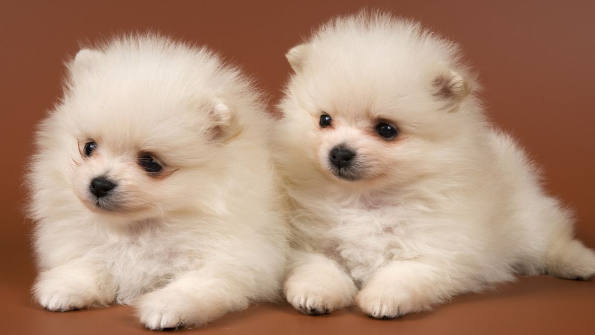 Hình nền máy tính bảng cute chó con