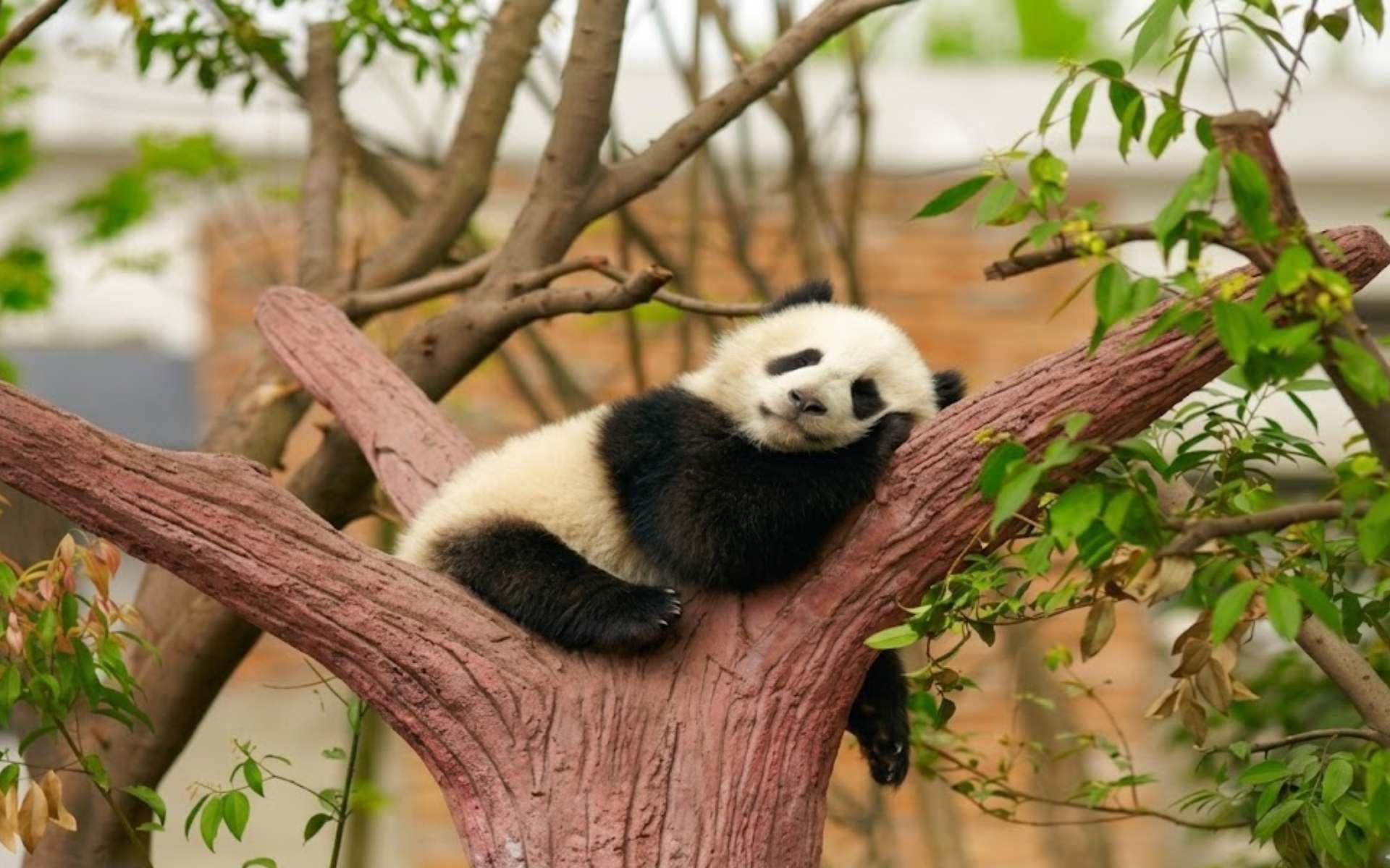 Hình nền máy tính bảng gấu trúc cute