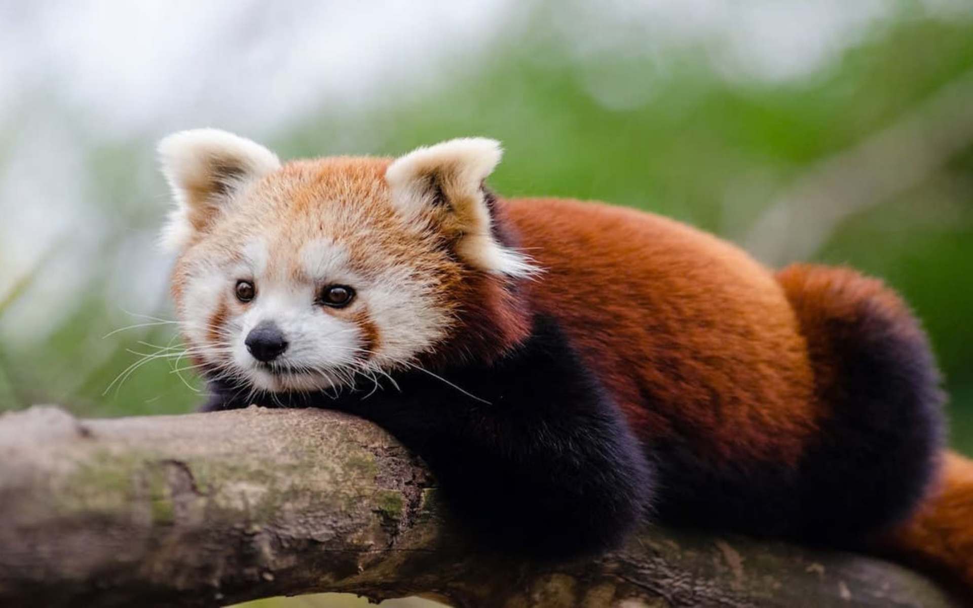 Hình nền máy tính bảng cute