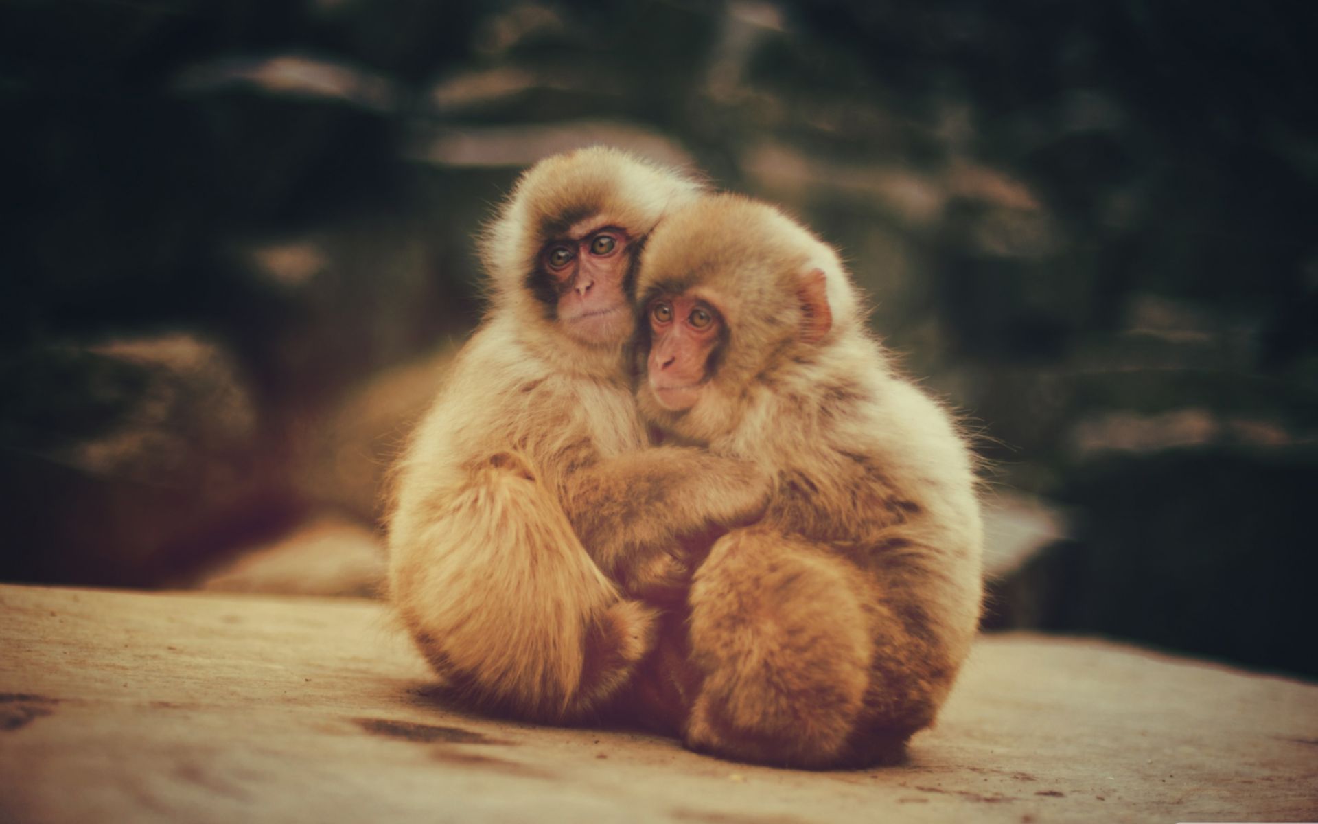 Hình nền máy tính bảng cute khỉ con