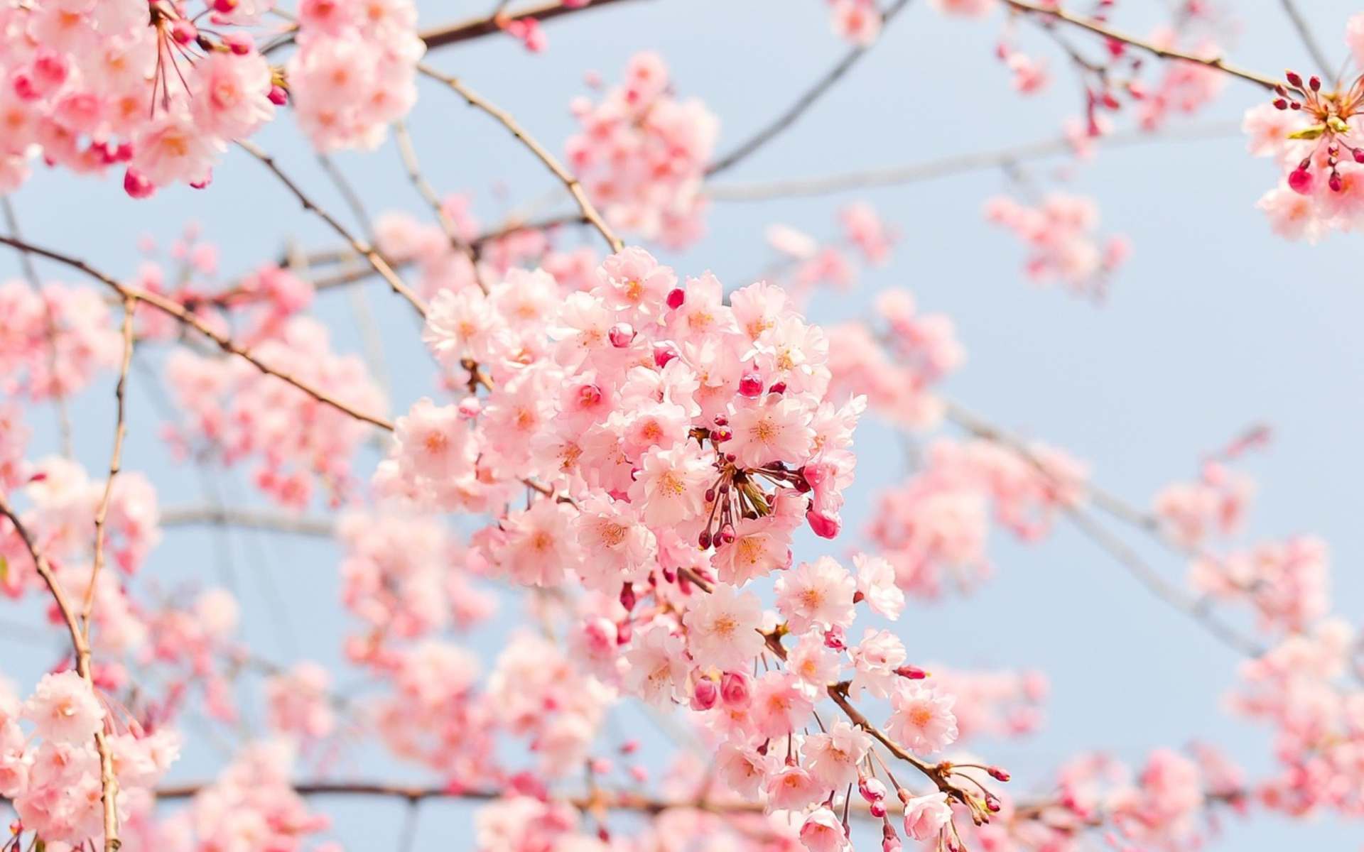 Hình nền hoa anh đào cho máy tính bảng