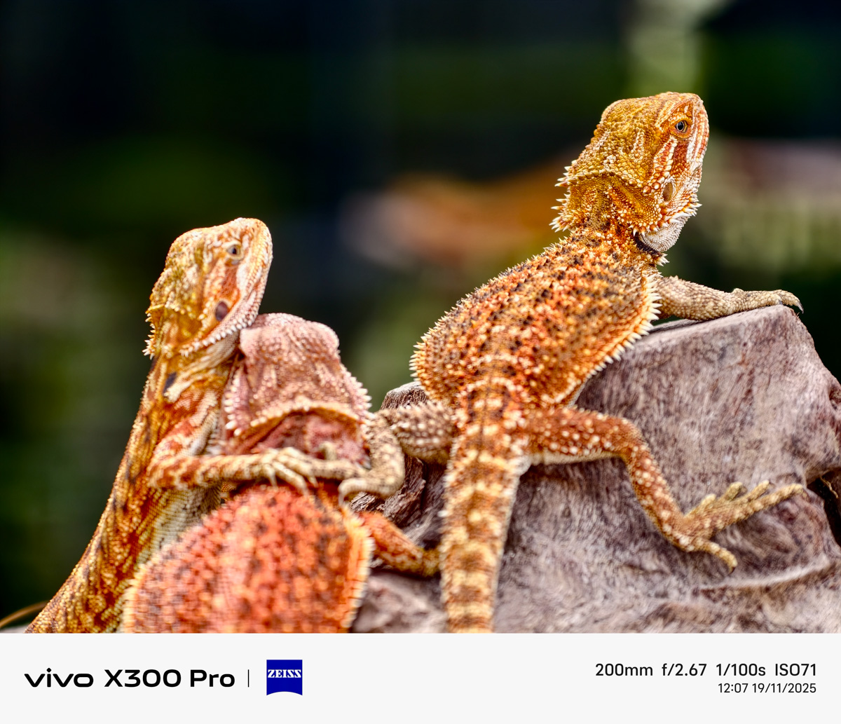 vivo X300 Series ra mắt Việt Nam