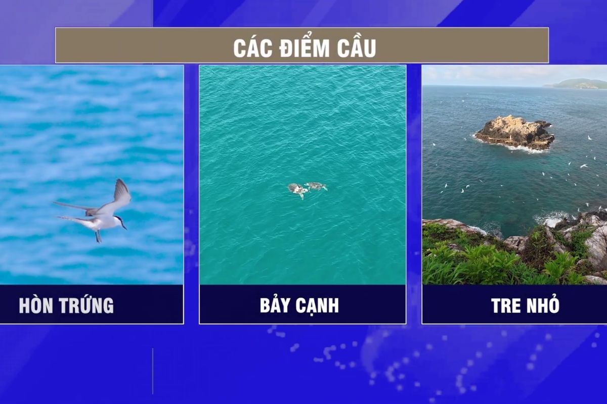 Điều gì khiến Vietnam Wild Live trở nên đặc biệt?