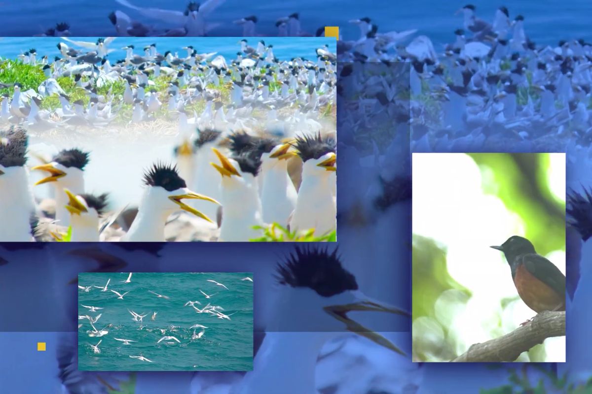Hướng dẫn xem Vietnam Wild Live trực tiếp thiên nhiên hoang dã