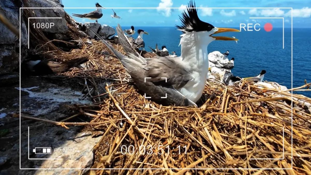 Hướng dẫn xem Vietnam Wild Live trực tiếp trên VTV thiên nhiên hoang dã