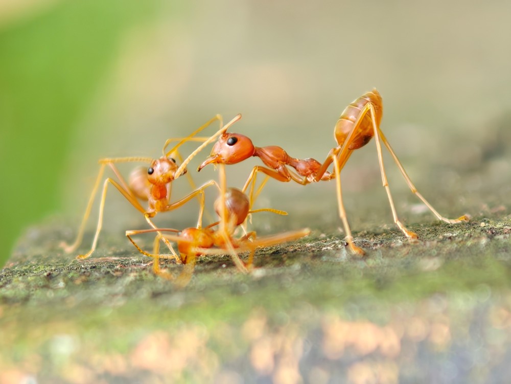 Đánh giá camera chính của OPPO Find X9 Pro