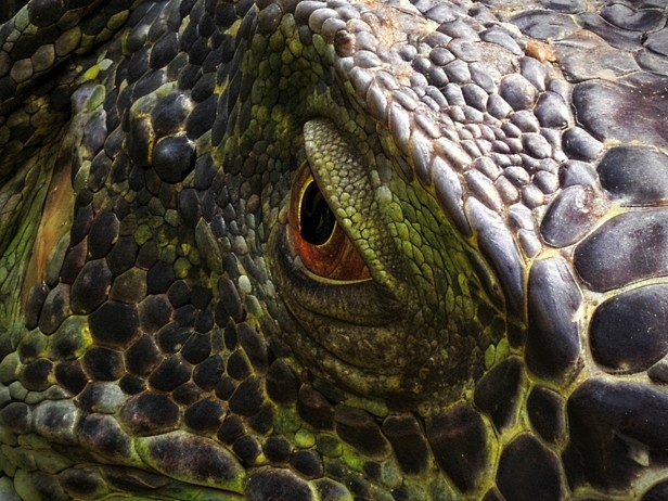 Đánh giá camera chính của OPPO Find X9 Pro