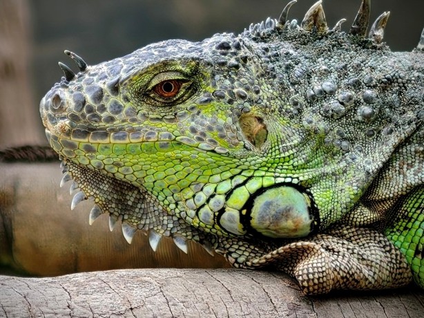 Đánh giá camera chính của OPPO Find X9 Pro