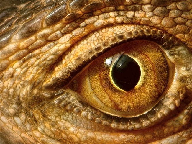 Đánh giá camera chính của OPPO Find X9 Pro