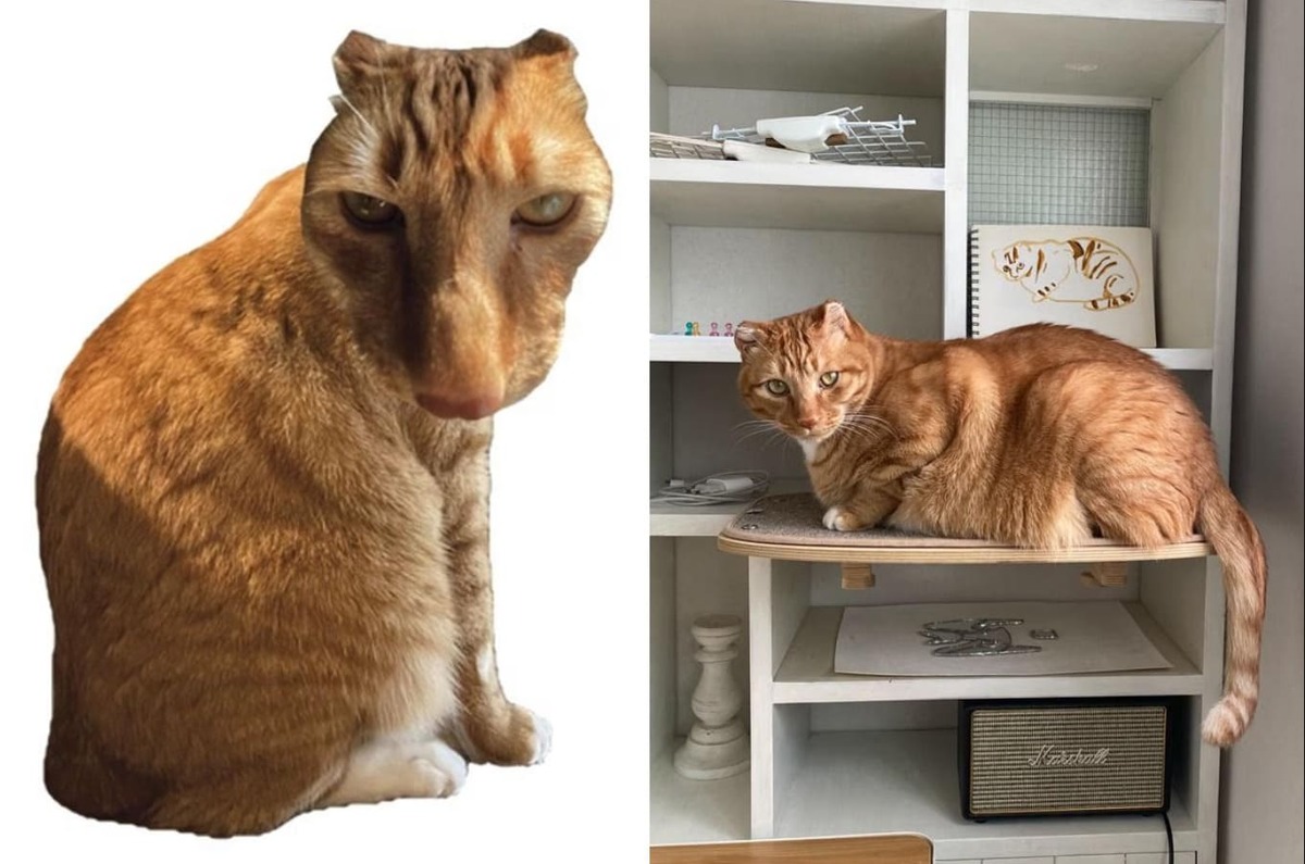 Brush Jjaemu được lấy cảm hứng từ một chú mèo ngoài đời thực