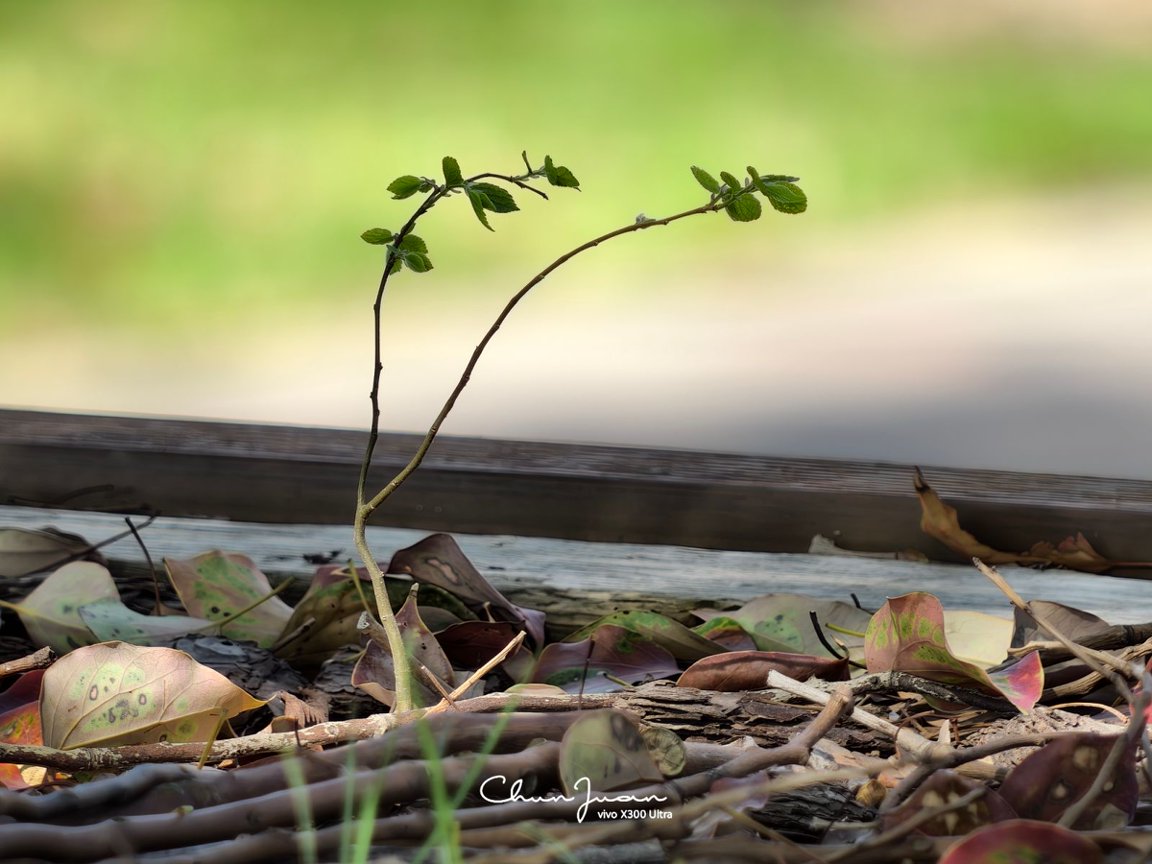 Ảnh chụp từ vivo X300 Ultra