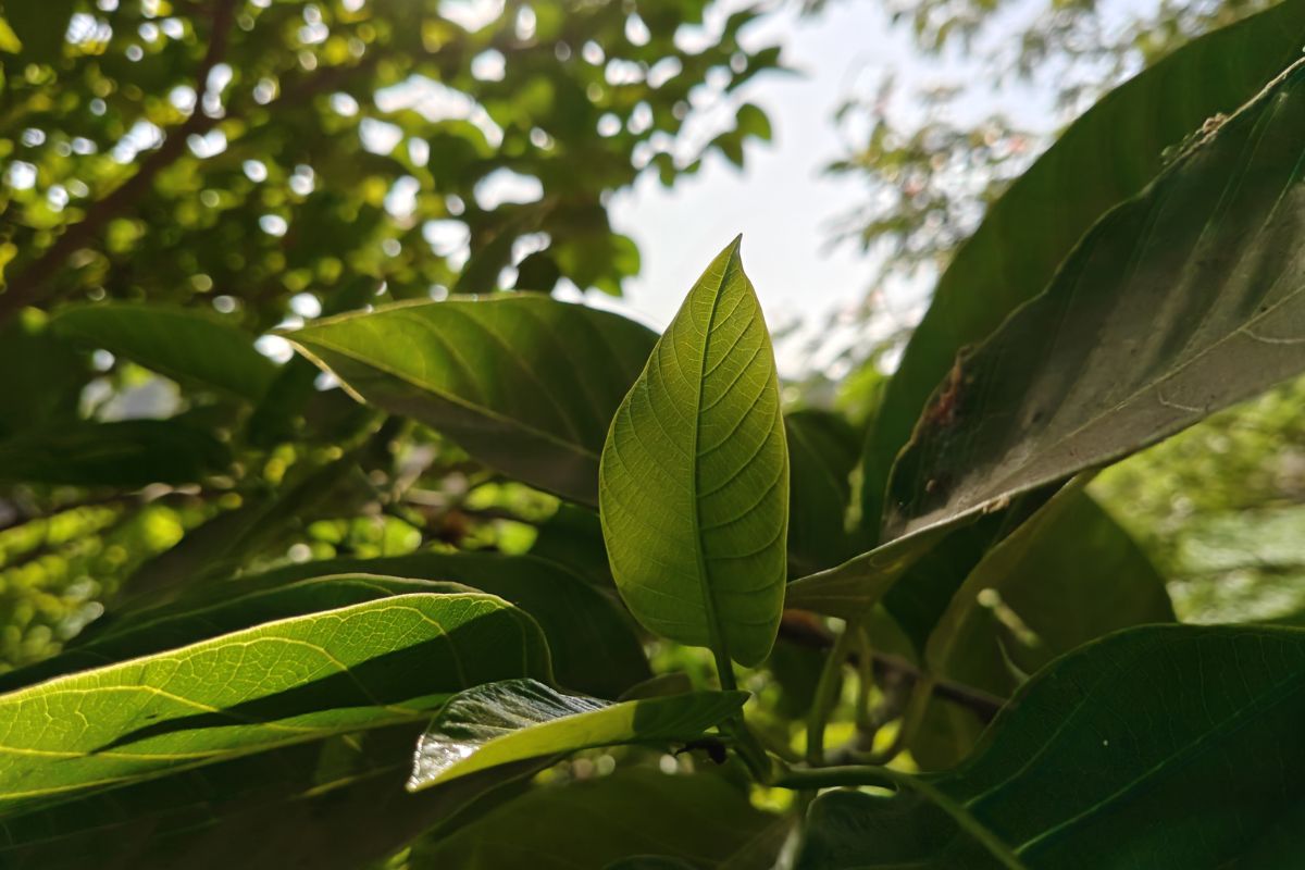 Cận cảnh OnePlus Nord 6: Ảnh chụp từ camera