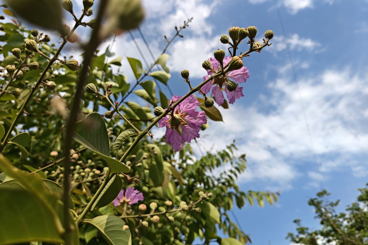 Cận cảnh OnePlus Nord 6: Ảnh chụp từ camera