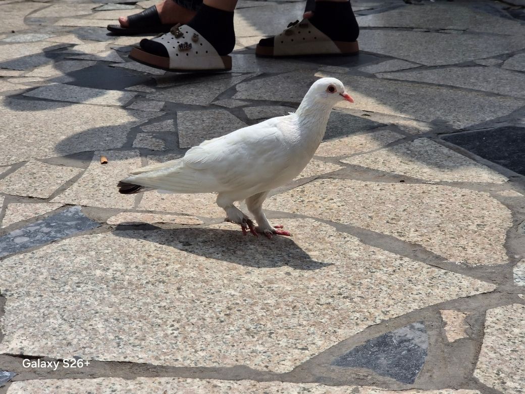 Đánh giá Samsung Galaxy S26 Plus về tính năng AI