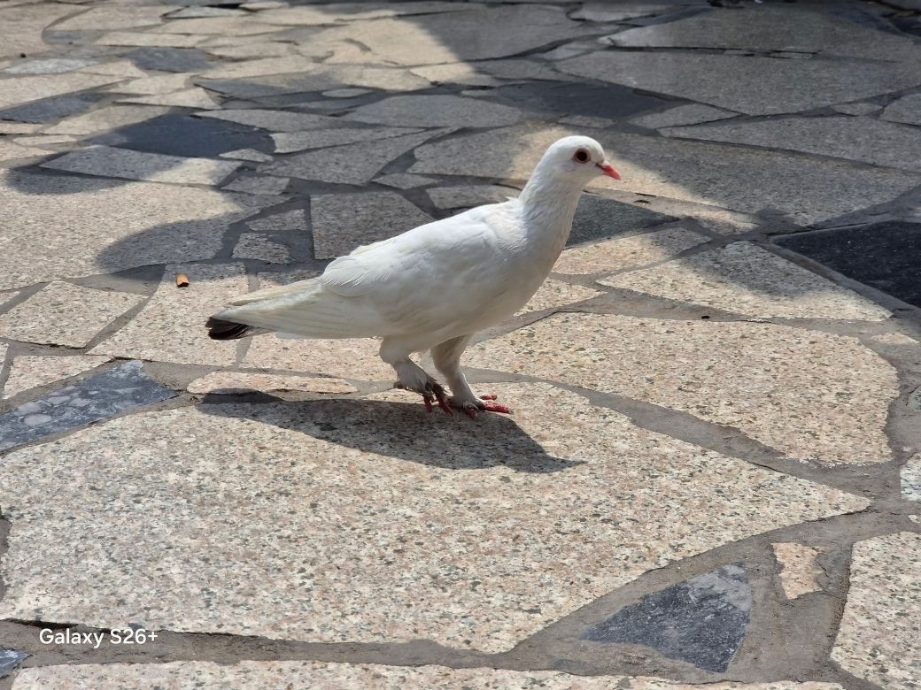 Đánh giá Samsung Galaxy S26 Plus khi xoá vật thể