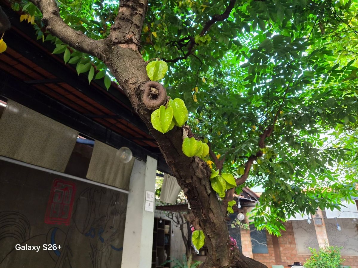 Đánh giá Samsung Galaxy S26 Plus với camera chính điều kiện đủ sáng