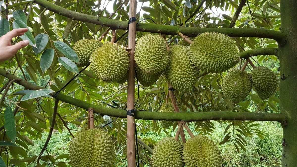 Những địa điểm chụp ảnh đẹp ở Bến Tre
