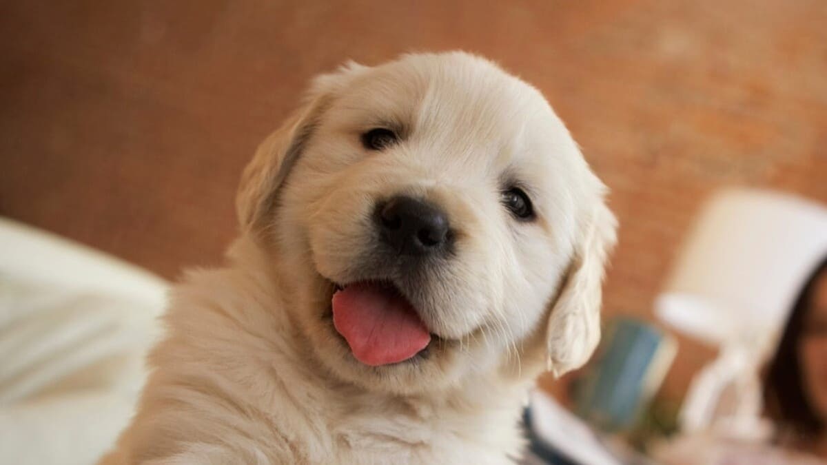 Hình ảnh động vật cute