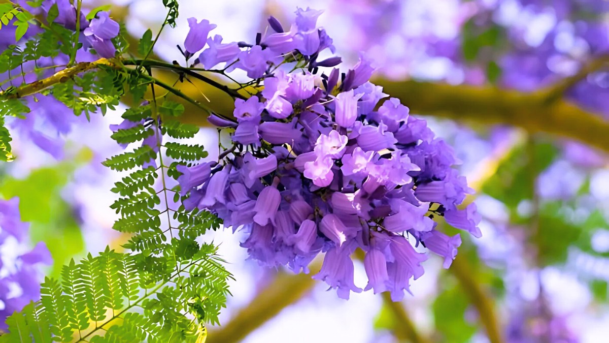 Hình ảnh hoa phượng tím