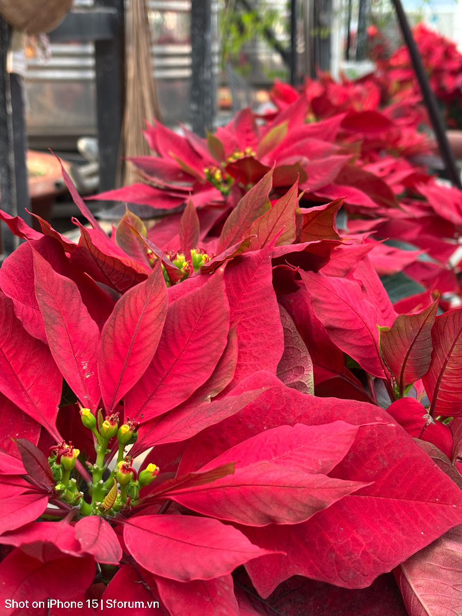 Đánh giá chất lượng camera của iPhone 15 ở năm 2026 với ảnh đủ sáng