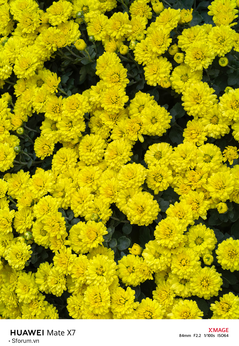 Đánh giá chất lượng camera của HUAWEI Mate X7 trong điều kiện đủ sáng