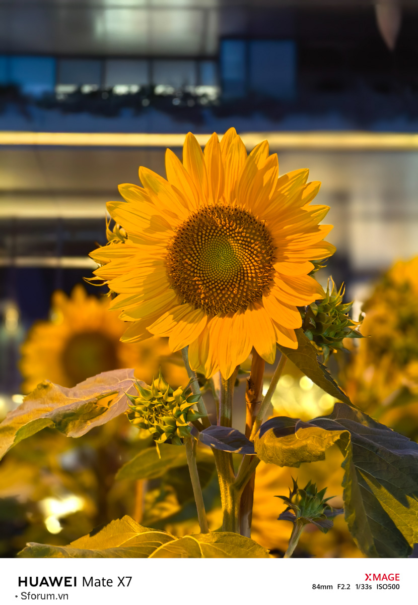 Đánh giá khả năng chụp hình xoá phông của HUAWEI Mate X7