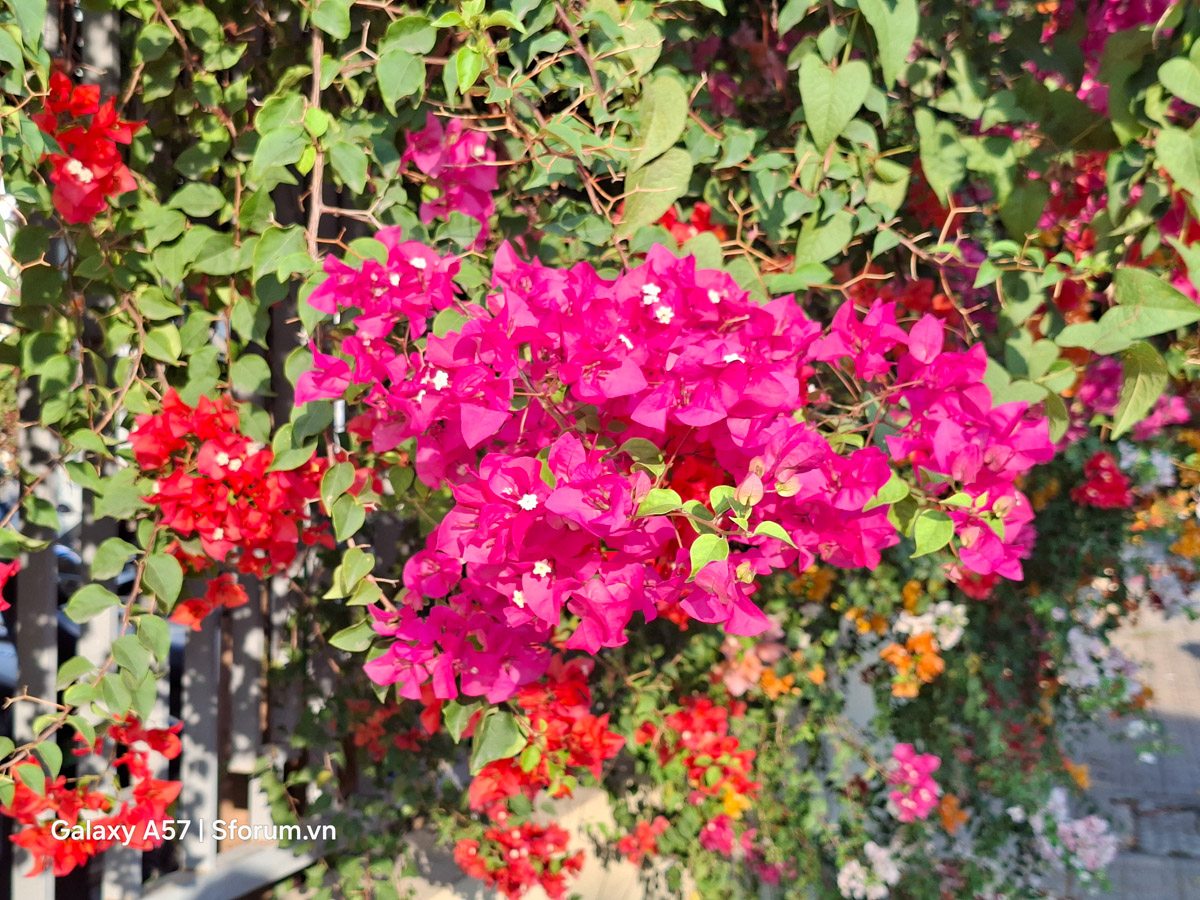 Đánh giá camera Samsung Galaxy A57 5G trong điều kiện đủ sáng