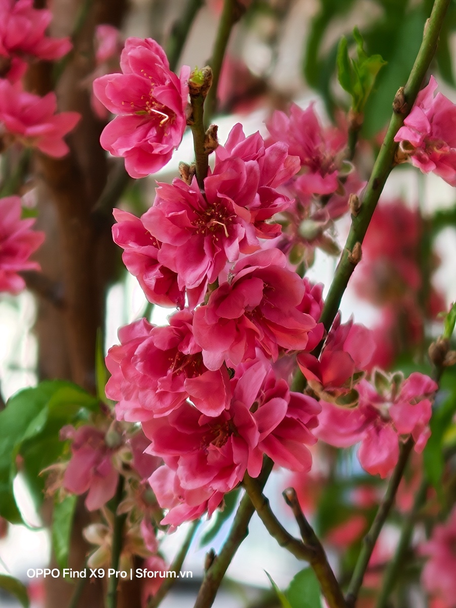 Đánh giá OPPO Find X9 Pro sau gần nửa năm ra mắt