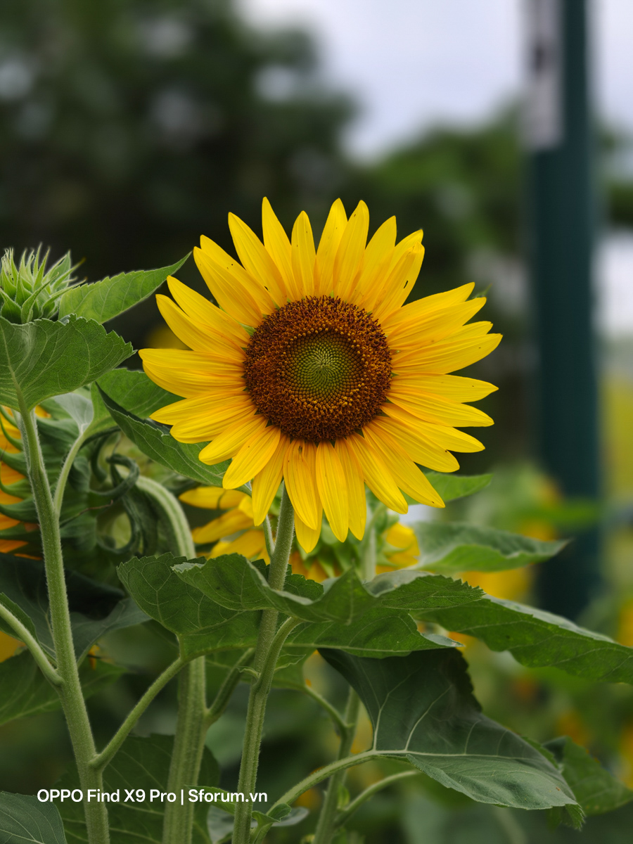 Đánh giá OPPO Find X9 Pro sau gần nửa năm ra mắt